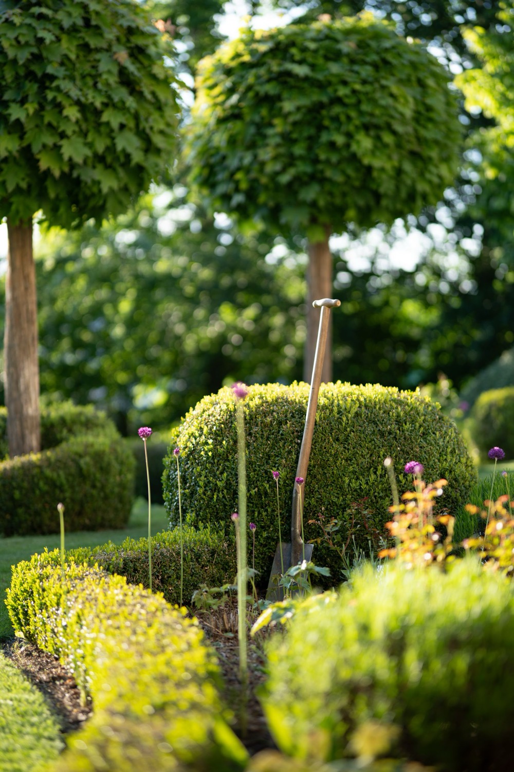 Clipped box hedging and standard trees in a designed border, a garden spade set into the bed